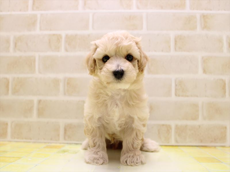 神奈川県のマルプー(マルチーズ×プードル) (ワンラブららぽーと海老名店/2025年7月12日生まれ/男の子/アプリコット)の子犬の2枚目の画像