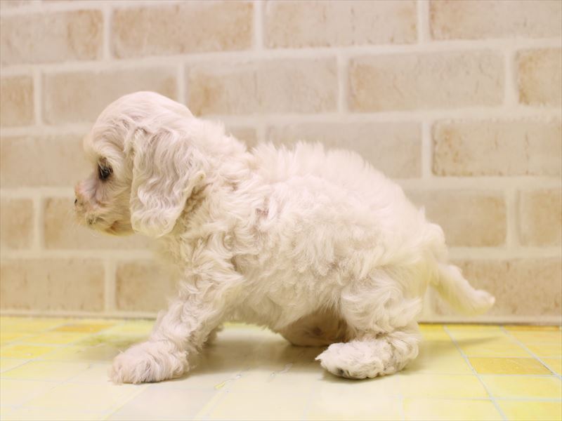 東京都のハーフ犬・ミックス犬 (ワンラブららぽーと立川立飛店/2025年7月13日生まれ/女の子/ホワイト)の子犬の3枚目の画像
