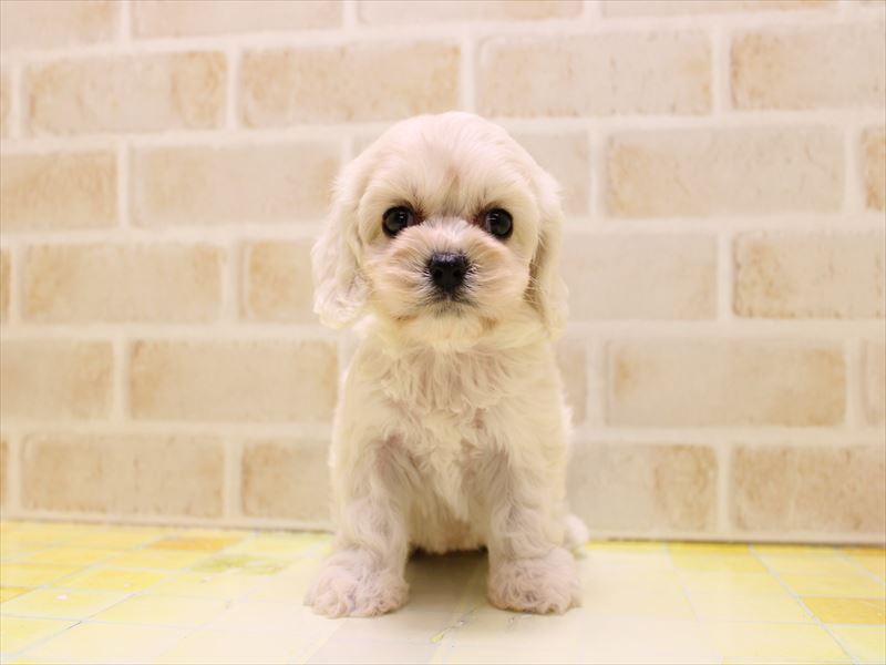 東京都のハーフ犬・ミックス犬 (ワンラブららぽーと立川立飛店/2025年7月13日生まれ/女の子/ホワイト)の子犬の2枚目の画像