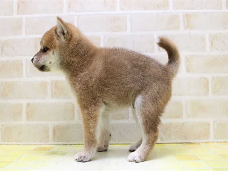 神奈川県の柴犬(標準サイズ) (ワンラブTHE OUTLETS  湘南平塚店/2025年7月12日生まれ/男の子/赤)の子犬の3枚目の画像