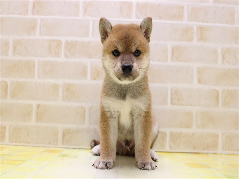 神奈川県の柴犬(標準サイズ) (ワンラブTHE OUTLETS  湘南平塚店/2025年7月12日生まれ/男の子/赤)の子犬の2枚目の画像