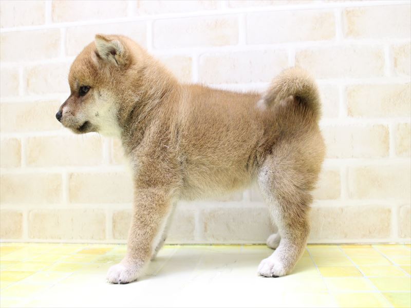 東京都の柴犬(標準サイズ) (ワンラブカインズ町田多摩境店/2025年7月12日生まれ/女の子/赤)の子犬の3枚目の画像