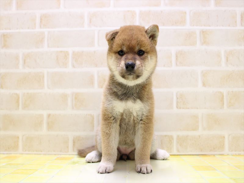 東京都の柴犬(標準サイズ) (ワンラブカインズ町田多摩境店/2025年7月12日生まれ/女の子/赤)の子犬の2枚目の画像