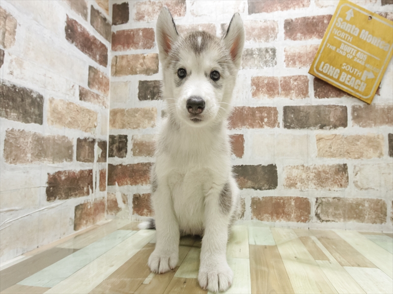 愛知県のシベリアンハスキー (ワンラブ名古屋守山インター総本店/2025年7月12日生まれ/女の子/シルバーホワイト)の子犬の3枚目の画像