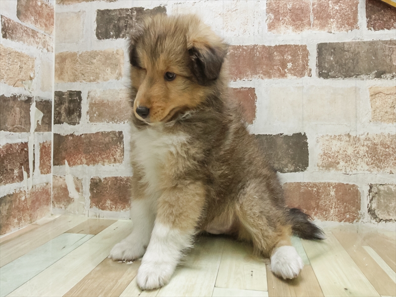 愛知県のシェットランドシープドッグ (ワンラブ名古屋守山インター総本店/2025年7月7日生まれ/男の子/セーブルホワイト)の子犬の2枚目の画像