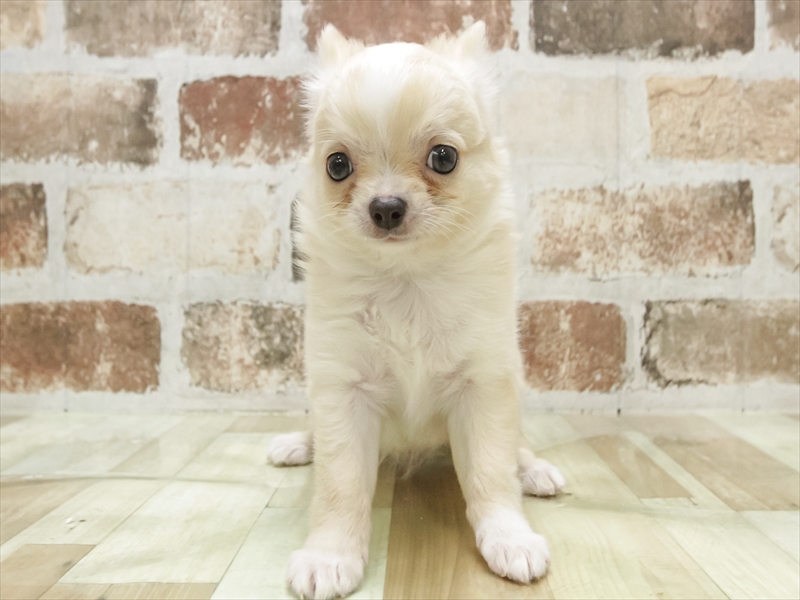 愛知県のチワワ(ロング) (ワンラブ名古屋守山インター総本店/2025年7月13日生まれ/男の子/ゴールドホワイト)の子犬の3枚目の画像