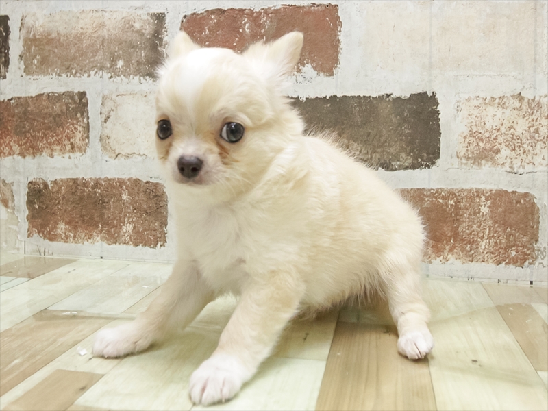 愛知県のチワワ(ロング) (ワンラブ名古屋守山インター総本店/2025年7月13日生まれ/男の子/ゴールドホワイト)の子犬の2枚目の画像