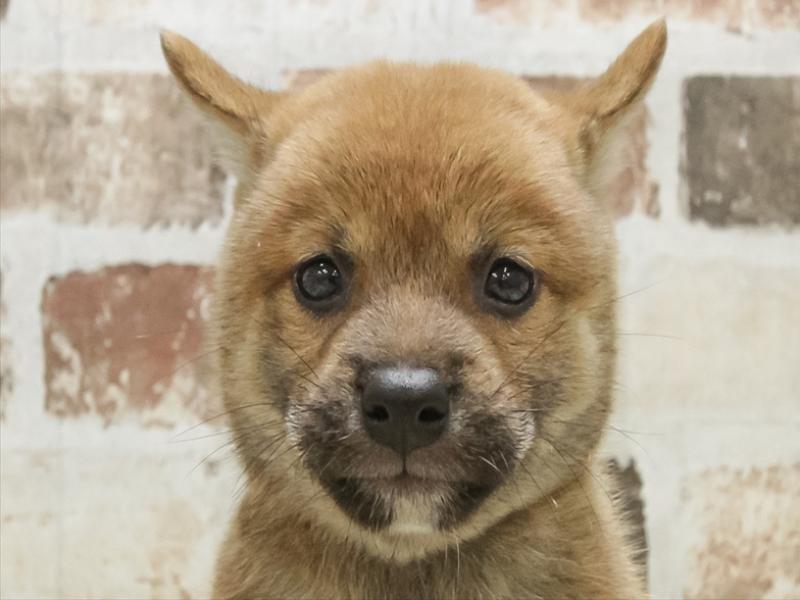 愛知県の柴犬(標準サイズ) (ワンラブ名古屋守山インター総本店/2025年7月13日生まれ/男の子/赤)の子犬の1枚目の画像