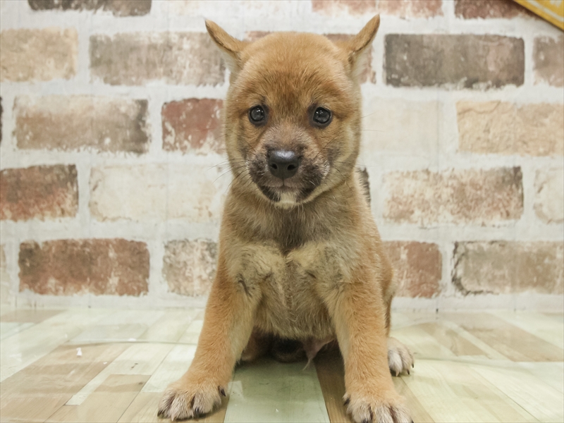 愛知県の柴犬(標準サイズ) (ワンラブ名古屋守山インター総本店/2025年7月13日生まれ/男の子/赤)の子犬の3枚目の画像
