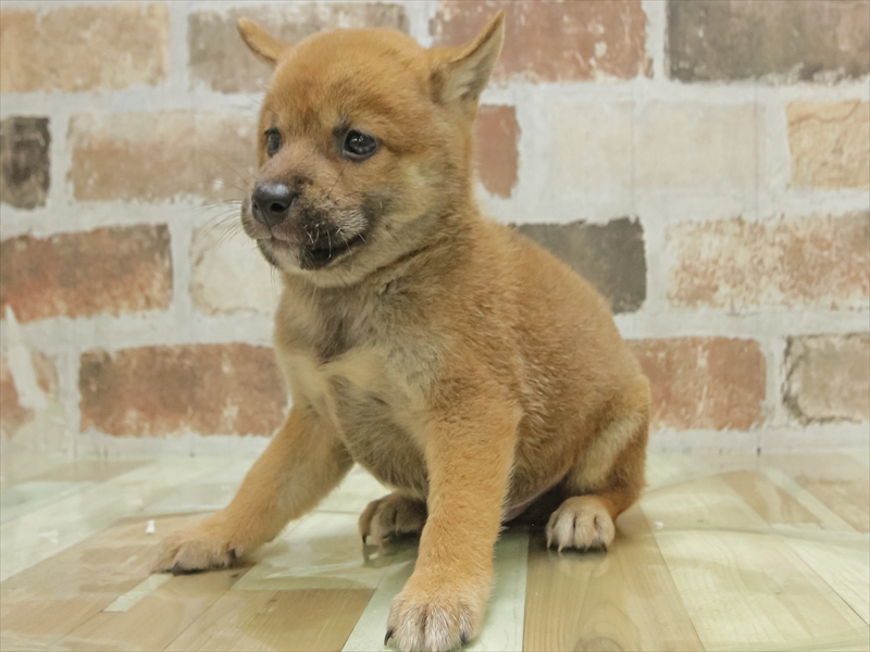 愛知県の柴犬(標準サイズ) (ワンラブ名古屋守山インター総本店/2025年7月13日生まれ/男の子/赤)の子犬の2枚目の画像