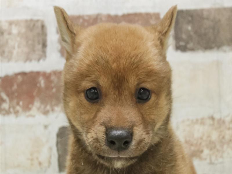 愛知県の柴犬(標準サイズ) (ワンラブ名古屋守山インター総本店/2025年7月13日生まれ/男の子/赤)の子犬の1枚目の画像