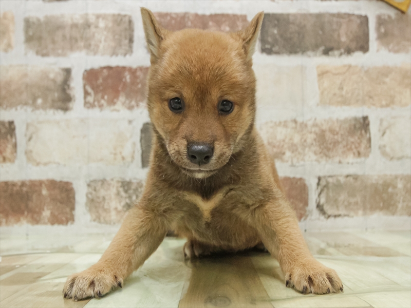 愛知県の柴犬(標準サイズ) (ワンラブ名古屋守山インター総本店/2025年7月13日生まれ/男の子/赤)の子犬の3枚目の画像