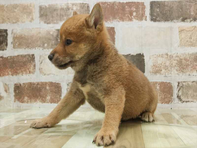 愛知県の柴犬(標準サイズ) (ワンラブ名古屋守山インター総本店/2025年7月13日生まれ/男の子/赤)の子犬の2枚目の画像