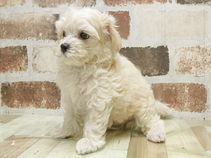 愛知県のマルプー(マルチーズ×プードル) (ワンラブ名古屋守山インター総本店/2025年7月11日生まれ/男の子/アプリコット)の子犬の2枚目の画像