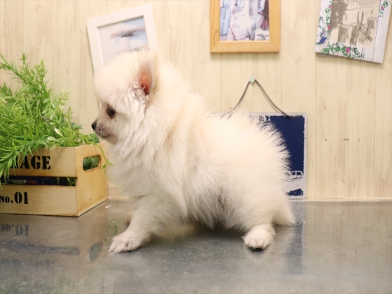 愛知県のポメラニアン (ワンラブ名古屋守山インター総本店/2025年7月15日生まれ/男の子/クリーム)の子犬の3枚目の画像