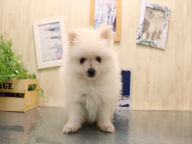 愛知県のポメラニアン (ワンラブ名古屋守山インター総本店/2025年7月15日生まれ/男の子/クリーム)の子犬の2枚目の画像