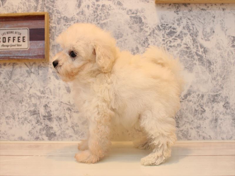 埼玉県のタイニープードル (ワンラブ埼玉寄居店/2025年7月2日生まれ/男の子/ホワイト)の子犬の3枚目の画像