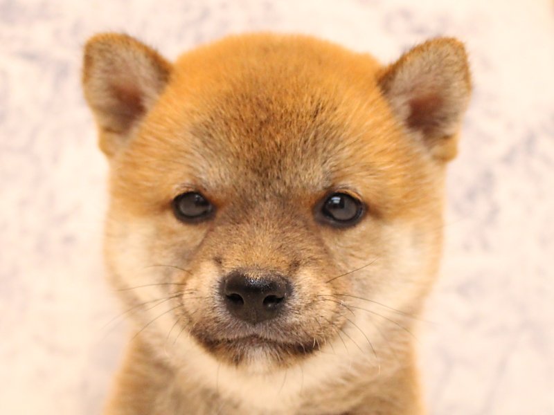 埼玉県の柴犬(標準サイズ) (ワンラブ埼玉寄居店/2025年7月13日生まれ/女の子/赤)の子犬の1枚目の画像