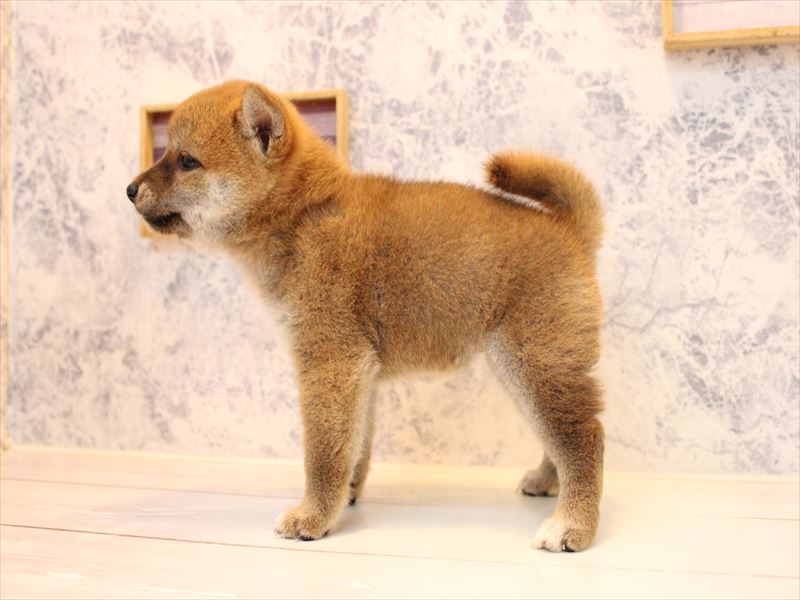 埼玉県の柴犬(標準サイズ) (ワンラブ埼玉寄居店/2025年7月13日生まれ/女の子/赤)の子犬の3枚目の画像