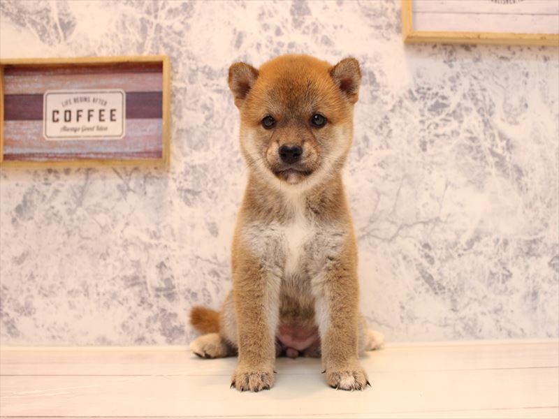 埼玉県の柴犬(標準サイズ) (ワンラブ埼玉寄居店/2025年7月13日生まれ/女の子/赤)の子犬の2枚目の画像