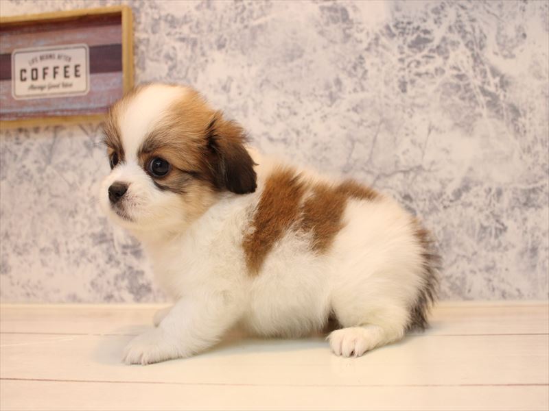 東京都のハーフ犬・ミックス犬 (ワンラブ有明ガーデン東京本店/2025年7月14日生まれ/女の子/ホワイトブラウン)の子犬の3枚目の画像