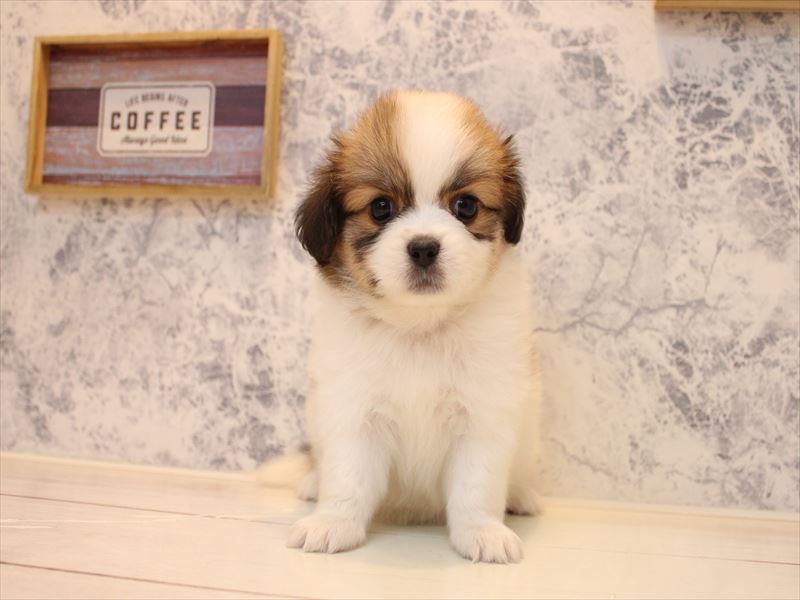 東京都のハーフ犬・ミックス犬 (ワンラブ有明ガーデン東京本店/2025年7月14日生まれ/女の子/ホワイトブラウン)の子犬の2枚目の画像