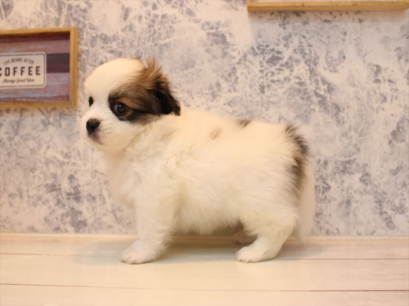 千葉県のハーフ犬・ミックス犬 (ワンラブユニモちはら台店/2025年7月14日生まれ/男の子/ホワイトブラウン)の子犬の3枚目の画像