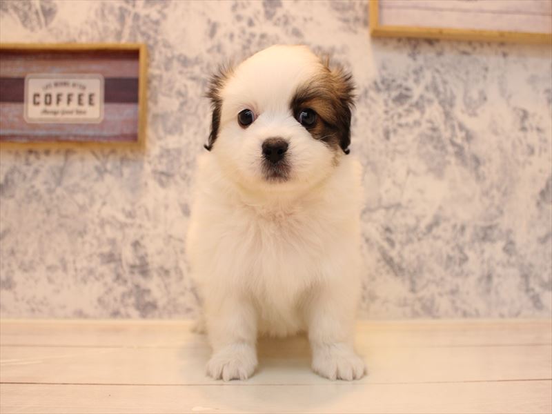 千葉県のハーフ犬・ミックス犬 (ワンラブユニモちはら台店/2025年7月14日生まれ/男の子/ホワイトブラウン)の子犬の2枚目の画像