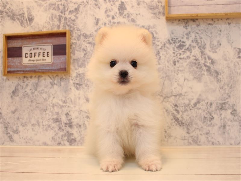 埼玉県のポメラニアン (ワンラブ埼玉寄居店/2025年7月7日生まれ/男の子/ホワイト)の子犬の2枚目の画像