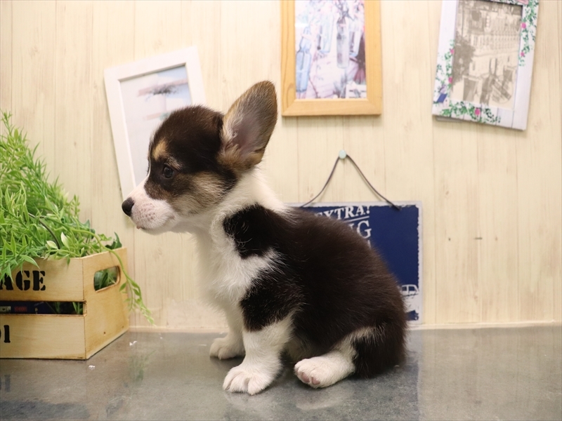 秋田県のウェルシュコーギーペンブローク (ワンラブフレスポ御所野店/2025年7月13日生まれ/男の子/ブラックタンホワイト)の子犬の3枚目の画像