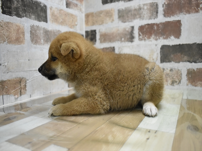 福岡県の柴犬(標準サイズ) (ワンラブ福岡総本店/2025年7月8日生まれ/女の子/赤)の子犬の3枚目の画像
