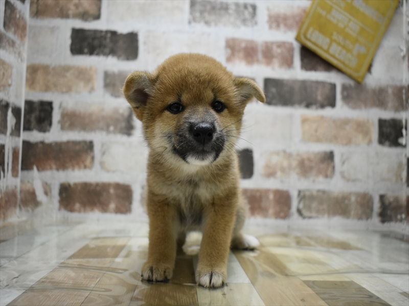 福岡県の柴犬(標準サイズ) (ワンラブ福岡総本店/2025年7月8日生まれ/女の子/赤)の子犬の2枚目の画像