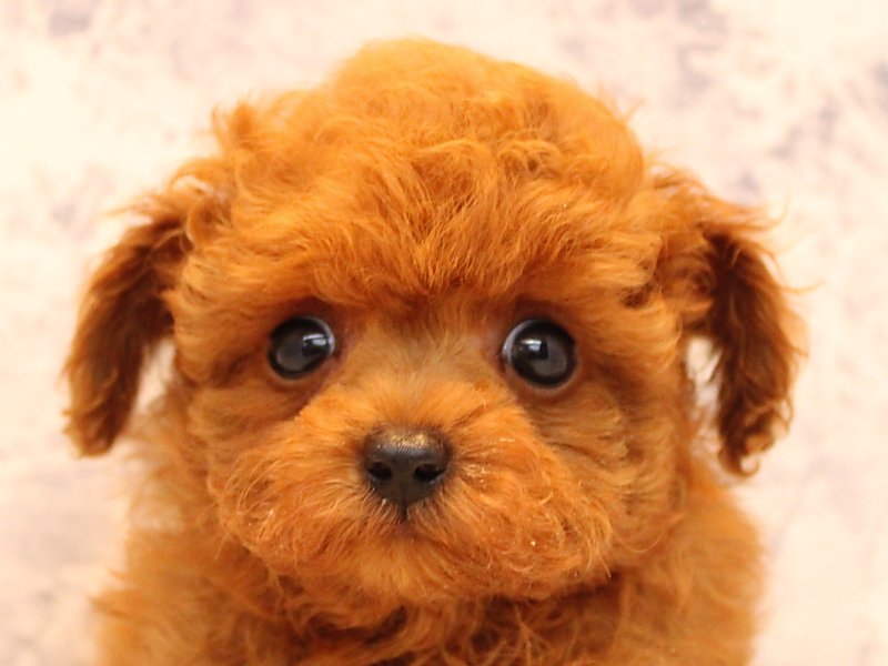 埼玉県のタイニープードル (ワンラブ埼玉寄居店/2025年7月8日生まれ/男の子/レッド)の子犬の1枚目の画像