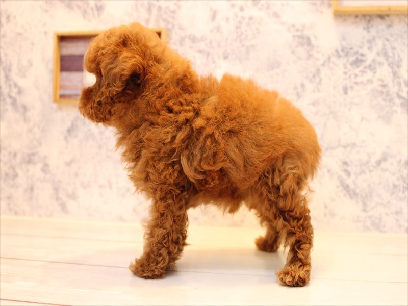埼玉県のタイニープードル (ワンラブ埼玉寄居店/2025年7月8日生まれ/男の子/レッド)の子犬の3枚目の画像