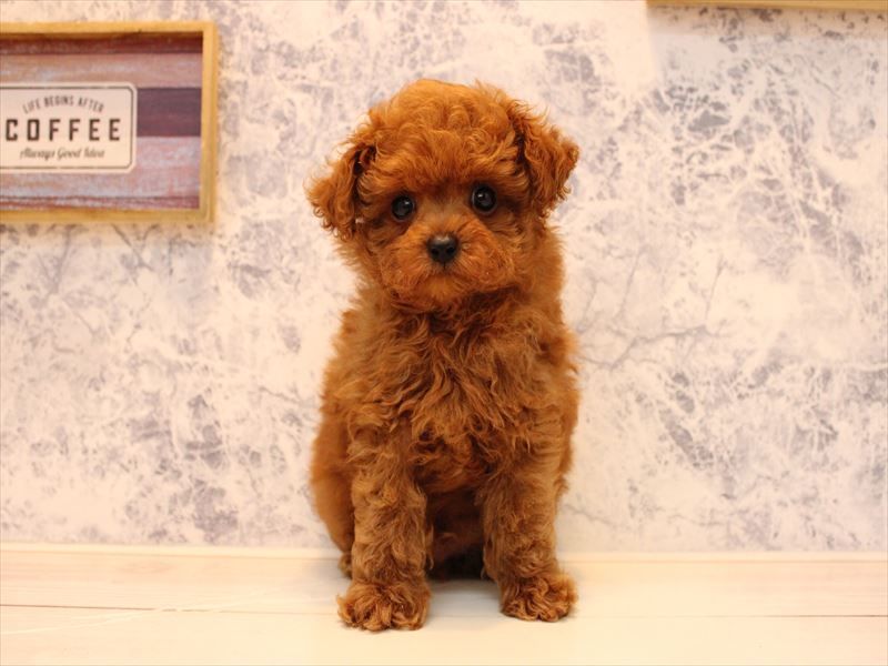 埼玉県のタイニープードル (ワンラブ埼玉寄居店/2025年7月8日生まれ/男の子/レッド)の子犬の2枚目の画像