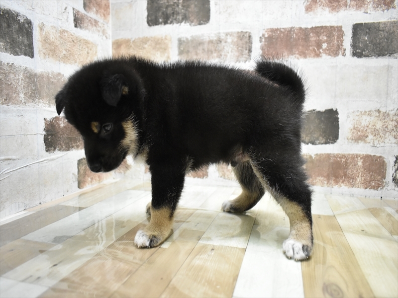 秋田県の柴犬(標準サイズ) (ワンラブフレスポ御所野店/2025年7月13日生まれ/男の子/黒)の子犬の3枚目の画像