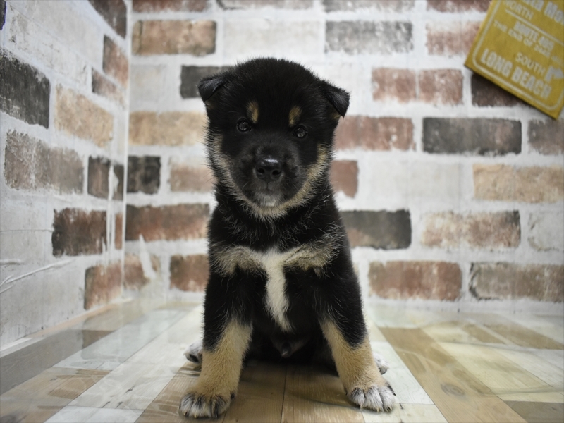 秋田県の柴犬(標準サイズ) (ワンラブフレスポ御所野店/2025年7月13日生まれ/男の子/黒)の子犬の2枚目の画像