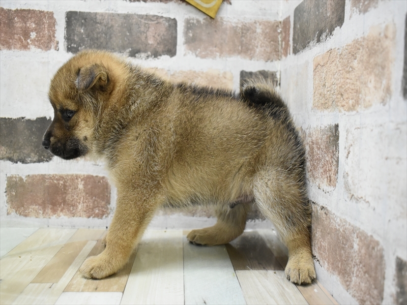 鹿児島県の柴犬(標準サイズ) (ワンラブニシムタ N'sCITY谷山店/2025年7月13日生まれ/男の子/赤)の子犬の3枚目の画像