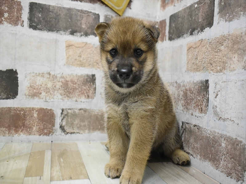 鹿児島県の柴犬(標準サイズ) (ワンラブニシムタ N'sCITY谷山店/2025年7月13日生まれ/男の子/赤)の子犬の2枚目の画像