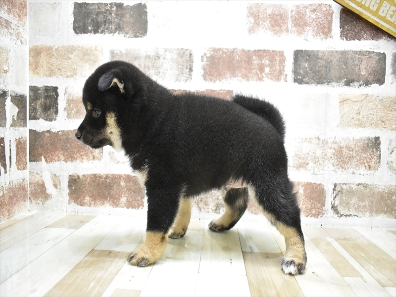 愛知県の柴犬(標準サイズ) (ワンラブイオンモール新瑞橋店/2025年7月15日生まれ/男の子/黒)の子犬の3枚目の画像