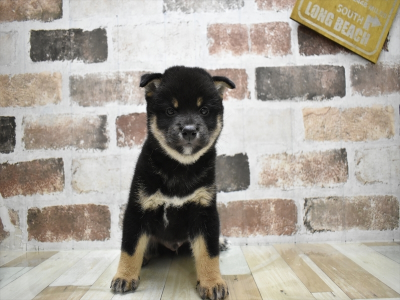 愛知県の柴犬(標準サイズ) (ワンラブイオンモール新瑞橋店/2025年7月15日生まれ/男の子/黒)の子犬の2枚目の画像