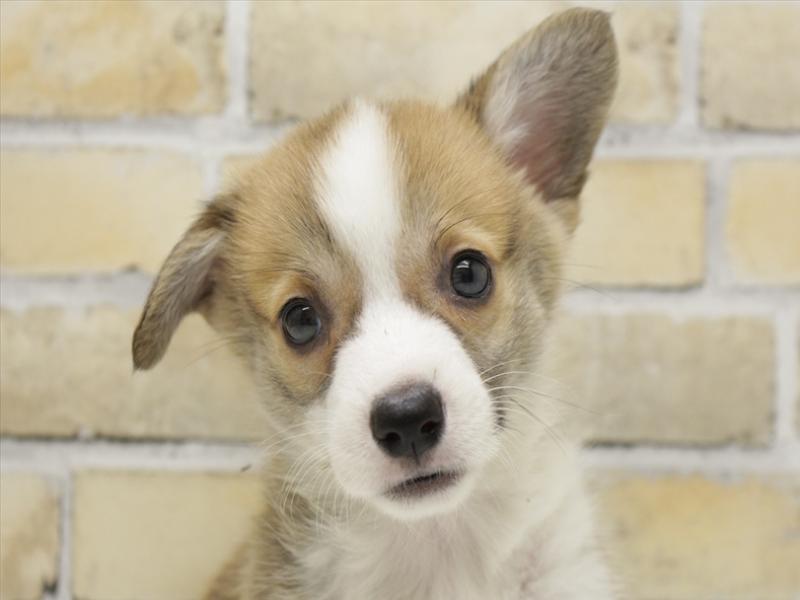 広島県のウェルシュコーギーペンブローク (ワンラブカインズ広島LECT店/2025年7月13日生まれ/女の子/レッドホワイト)の子犬の1枚目の画像