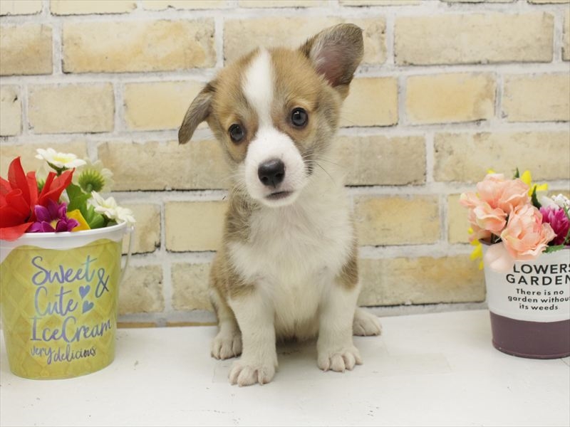 広島県のウェルシュコーギーペンブローク (ワンラブカインズ広島LECT店/2025年7月13日生まれ/女の子/レッドホワイト)の子犬の3枚目の画像