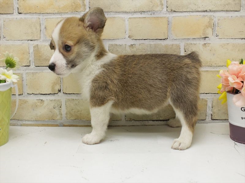 広島県のウェルシュコーギーペンブローク (ワンラブカインズ広島LECT店/2025年7月13日生まれ/女の子/レッドホワイト)の子犬の2枚目の画像