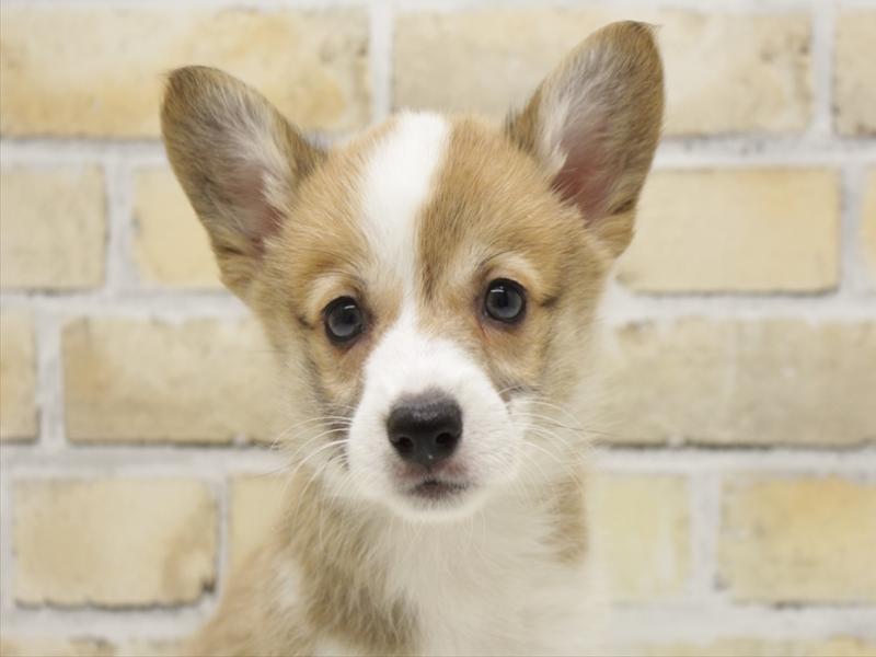 熊本県のウェルシュコーギーペンブローク (ワンラブザ・ファクトリーニシムタ合志店/2025年7月13日生まれ/女の子/レッドホワイト)の子犬の1枚目の画像