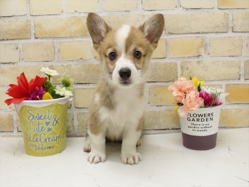 熊本県のウェルシュコーギーペンブローク (ワンラブザ・ファクトリーニシムタ合志店/2025年7月13日生まれ/女の子/レッドホワイト)の子犬の3枚目の画像