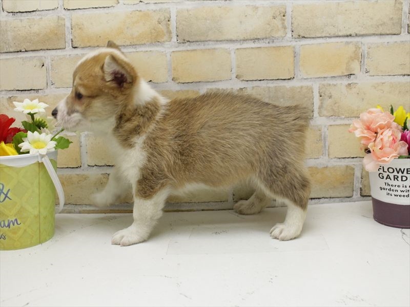 熊本県のウェルシュコーギーペンブローク (ワンラブザ・ファクトリーニシムタ合志店/2025年7月13日生まれ/女の子/レッドホワイト)の子犬の2枚目の画像