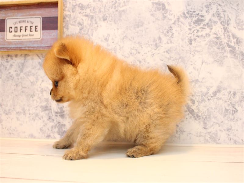埼玉県のポメラニアン (ワンラブ埼玉寄居店/2025年7月19日生まれ/女の子/オレンジ)の子犬の3枚目の画像