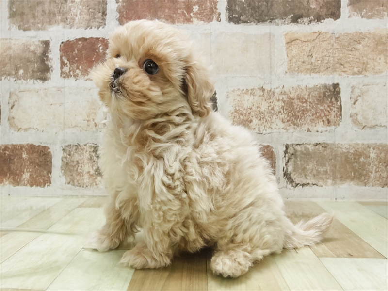 愛知県のペキプー(ペキニーズ×プードル) (ワンラブ名古屋守山インター総本店/2025年7月20日生まれ/男の子/クリーム)の子犬の2枚目の画像