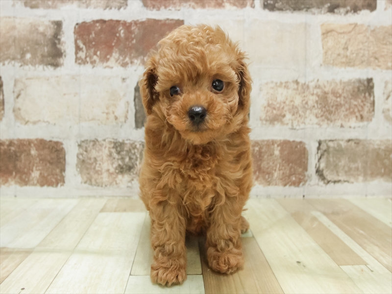 愛知県のティーカッププードル (ワンラブ名古屋守山インター総本店/2025年7月18日生まれ/女の子/レッド)の子犬の3枚目の画像